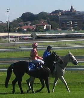 Image illustrative de l’article Black Caviar