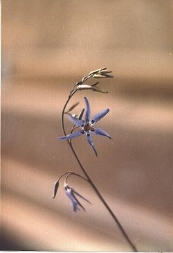 Conanthera bifolia