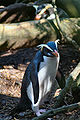 Fiordland Penguin Eudyptes pachyrhynchus