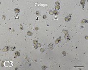 Zellen der Koralle Acropora tenuis in vitro 7 Tage nach Zu­sammen­fügen mit Breviolum minutum. Eine (schwarze Pfeil­spitze), zwei (graue Pf.) und drei Algen (weiße Pf.) in ein­zelnen Korallen­zellen.[6]