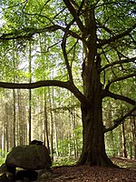 Großsteingrab Forst Cammin 1