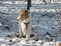 Fox Terrier (Wire)