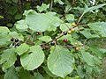 Paakspuu (Frangula alnus)