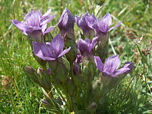 Gentianella campestris02.jpg