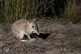 Long-nosed bandicoot among grass