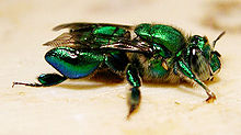 Male Euglossa sp.jpg