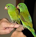 Orange-chinned parakeet (B. jugularis)