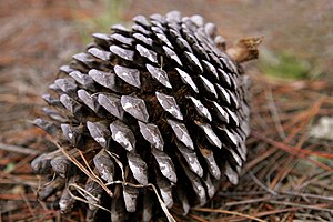 Monterey Pine cone on forest floor