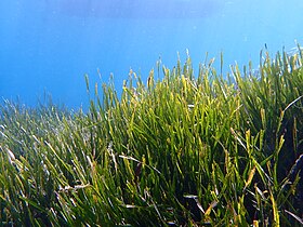 Posidonia oceanica