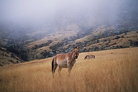 Przewalski horse