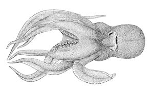 Pteroctopus hoylei