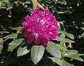 Rhododendron catawbiense