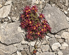 Description de l'image Saxifraga biflora (9658943298).jpg.