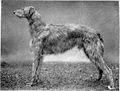 Deerhound