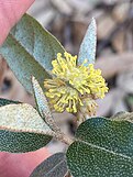 Alabama croton flower