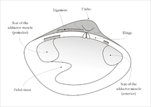 Interior of the left valve of a venerid