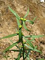 Junge Pflanze von Lilium bulbiferum var. bulbiferum