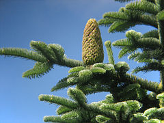 Kvapusis kėnis (Abies procera)