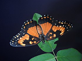 C. lacinia, subespécie saundersi, pousada.