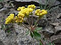 E. umbellatum var. hypoleium (flowers)