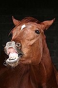 Flehmen response in a horse