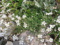 Gypsophila repens