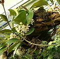 Hoya australis