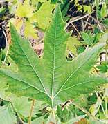 Leaf Of Platanus Orientalis (Kashmir)