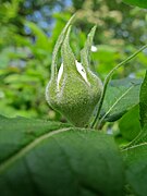 Bouton de fleur.