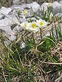 Ranunculus alpestris