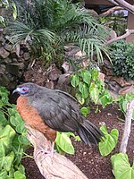 Sickle-winged Guan