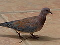 Pálmagerle (Streptopelia senegalensis)