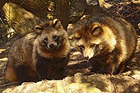 Deux petits mammifères, avec des oreilles rondes et une fourrure marron touffue.