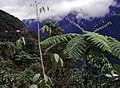 Mist forest (2,500 m)