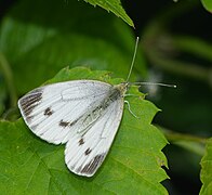 Piéride du navet (Pieris napi)