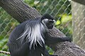 Colobus angolensis