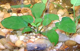 Anubias barteri var. nana