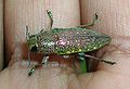 A buprestid from India