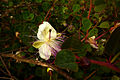 Tapenera de la Sierra Minera (Capparis zoharyi).