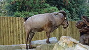 Brown bovid