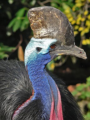 Helmkasuar (Casuarius casuarius)