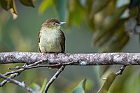 Photo of a rufous-brown bird with a pale belly and eye