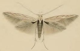 Coleophora chamaedriella