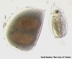 Ephippium (links) und soeben aus ihrem Ephippium geschlüpfte Larve