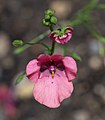 Diascia vigilis