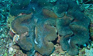 Giant clam in Bunaken Island, Sulawesi, Indonesia