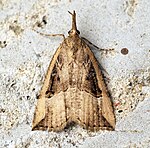 Hypena rostralis – Oberseite