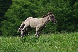 Poulain gris fauve au galop.