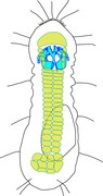 Schéma de Limnognathia maerski, l'unique Micrognathozoa connu