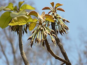 花。緑色の細長い雌蕊が先端から伸びる。